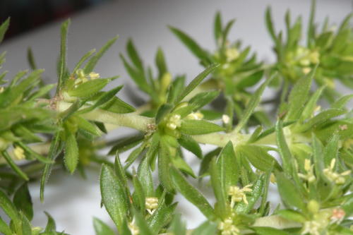 Anthospermum galioides (Anthospermum galioides)