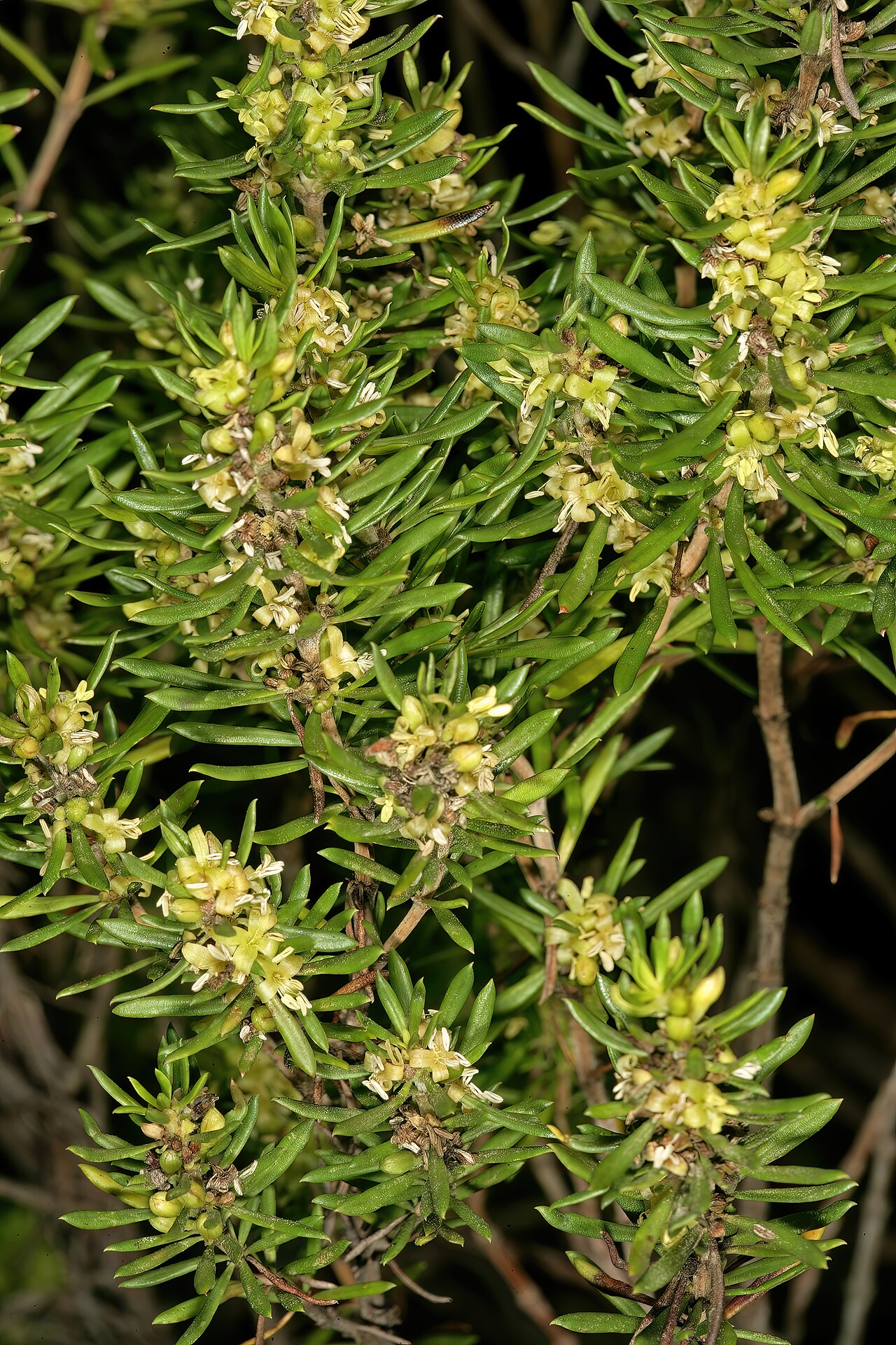 Anthospermum galpinii: Anthospermum galpinii , male plant in flower; rocky outcrop in grassland, Umtamvuna Nature Reserve, Port Edward, KwaZulu-Natal, South Africa