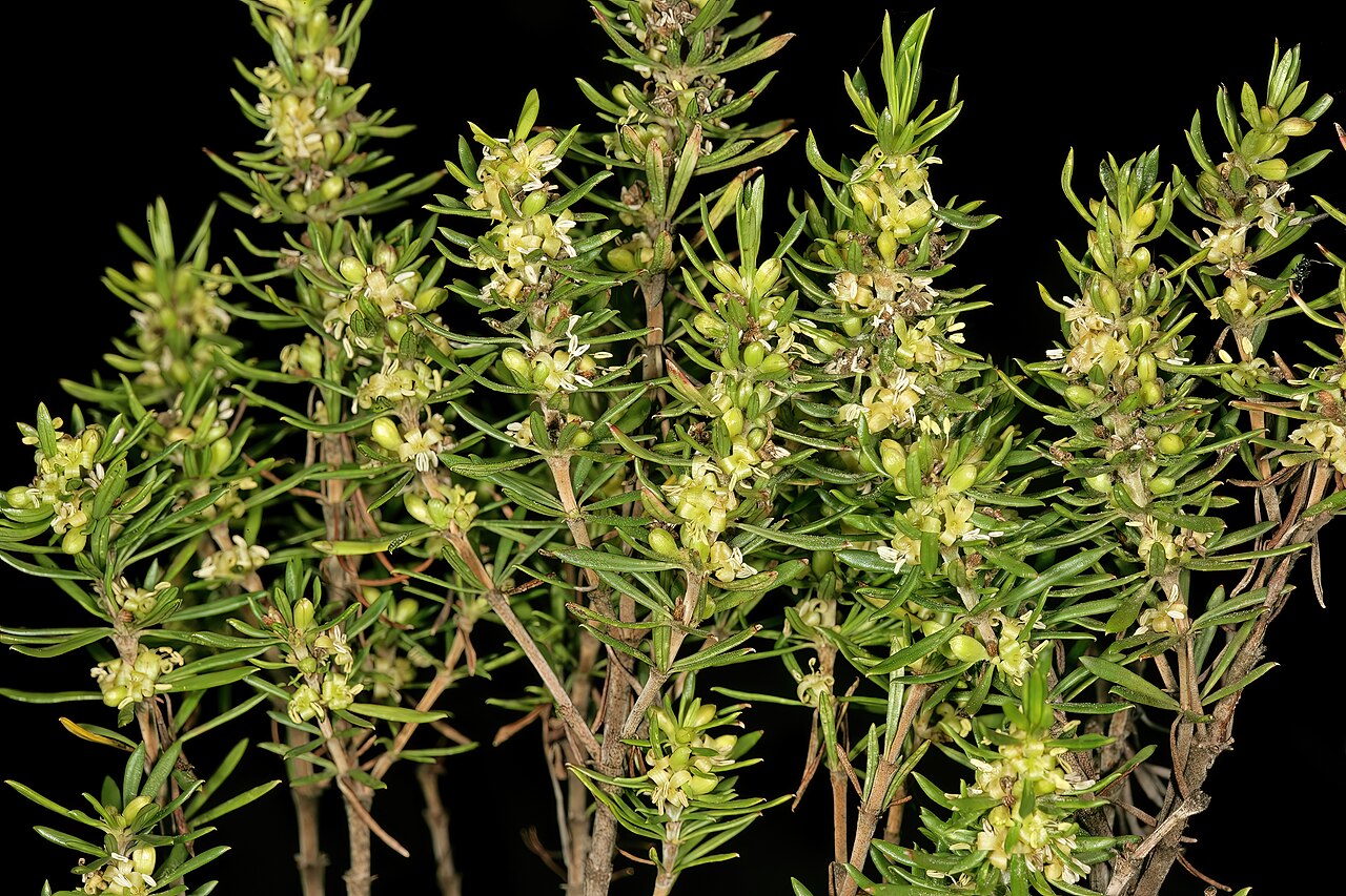 Anthospermum galpinii: Anthospermum galpinii , male plant in flower; rocky outcrop in grassland, Umtamvuna Nature Reserve, Port Edward, KwaZulu-Natal, South Africa