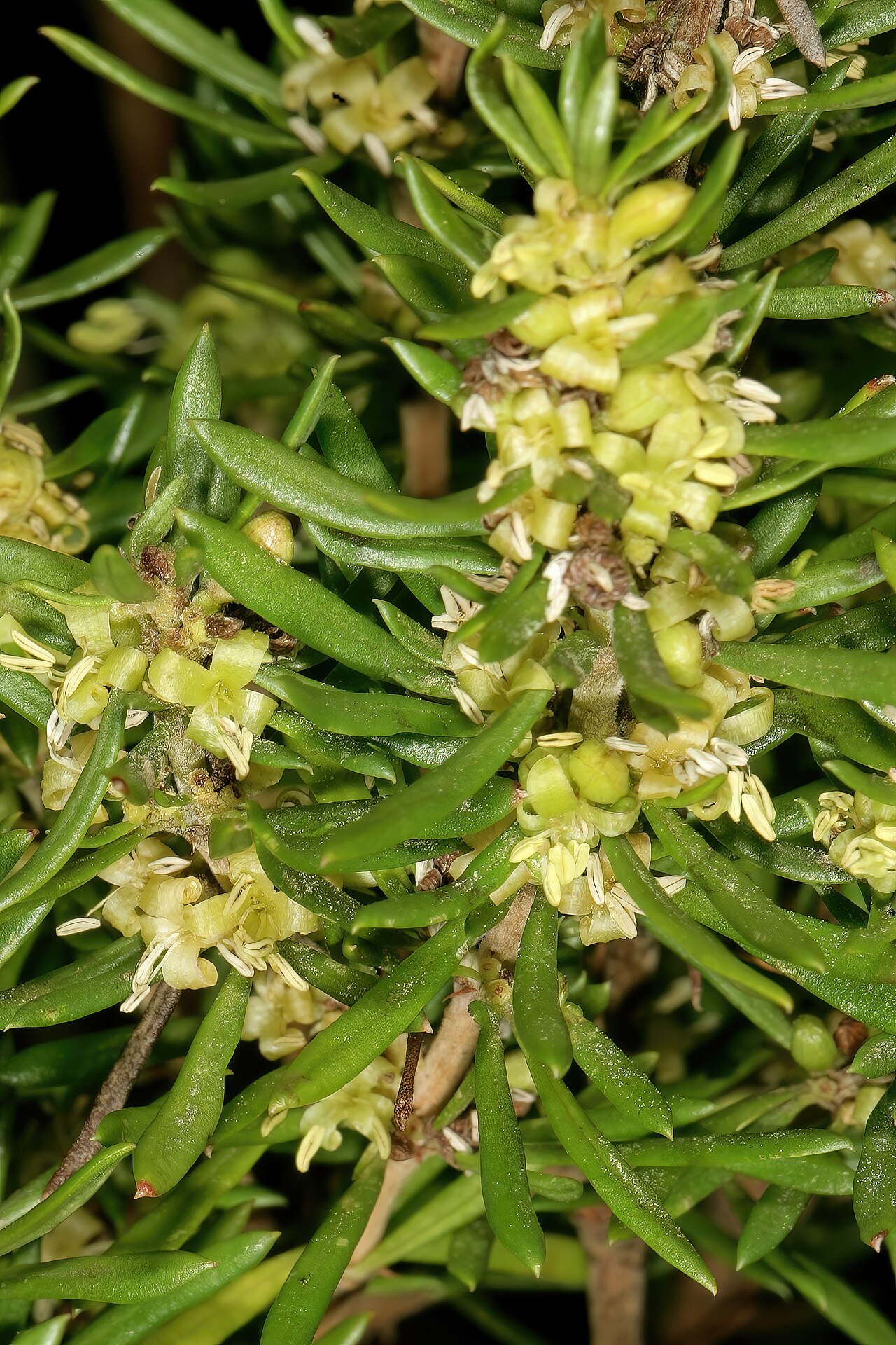 Anthospermum galpinii: Anthospermum galpinii , male plant in flower; rocky outcrop in grassland, Umtamvuna Nature Reserve, Port Edward, KwaZulu-Natal, South Africa