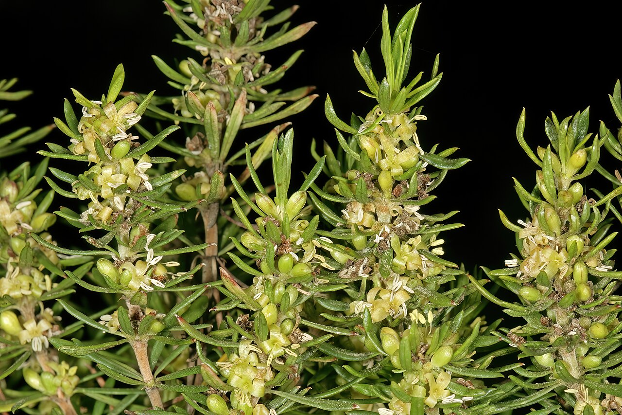 Anthospermum galpinii: Anthospermum galpinii , male plant in flower; rocky outcrop in grassland, Umtamvuna Nature Reserve, Port Edward, KwaZulu-Natal, South Africa
