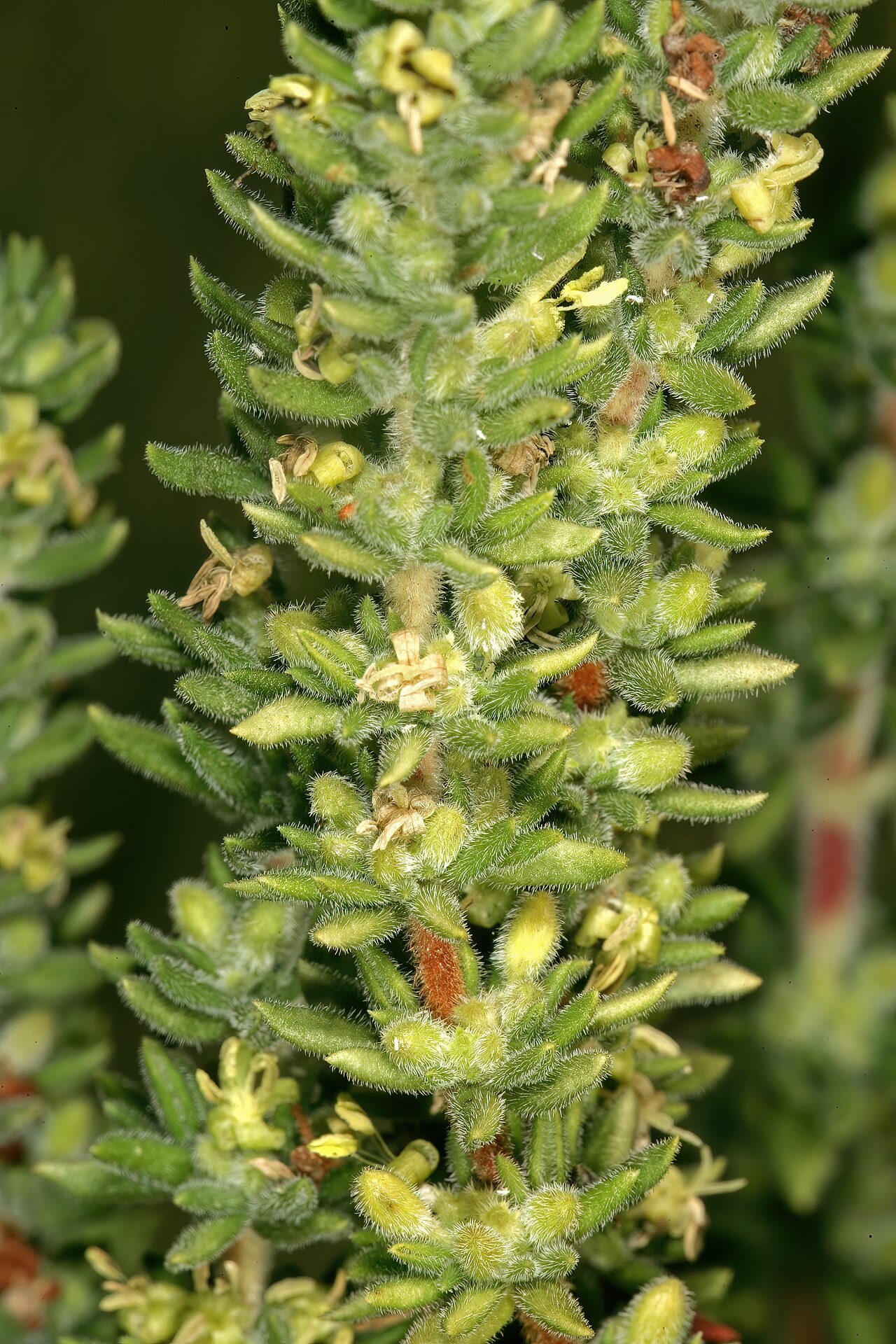 Anthospermum hispidulum: Anthospermum hispidulum , plant with mainly male flowers; rocky outcrop in grassland, Faerie Glen Nature Reserve, Pretoria, Gauteng, South Africa