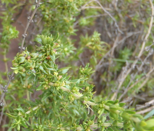 Anthospermum hispidulum (Anthospermum hispidulum)