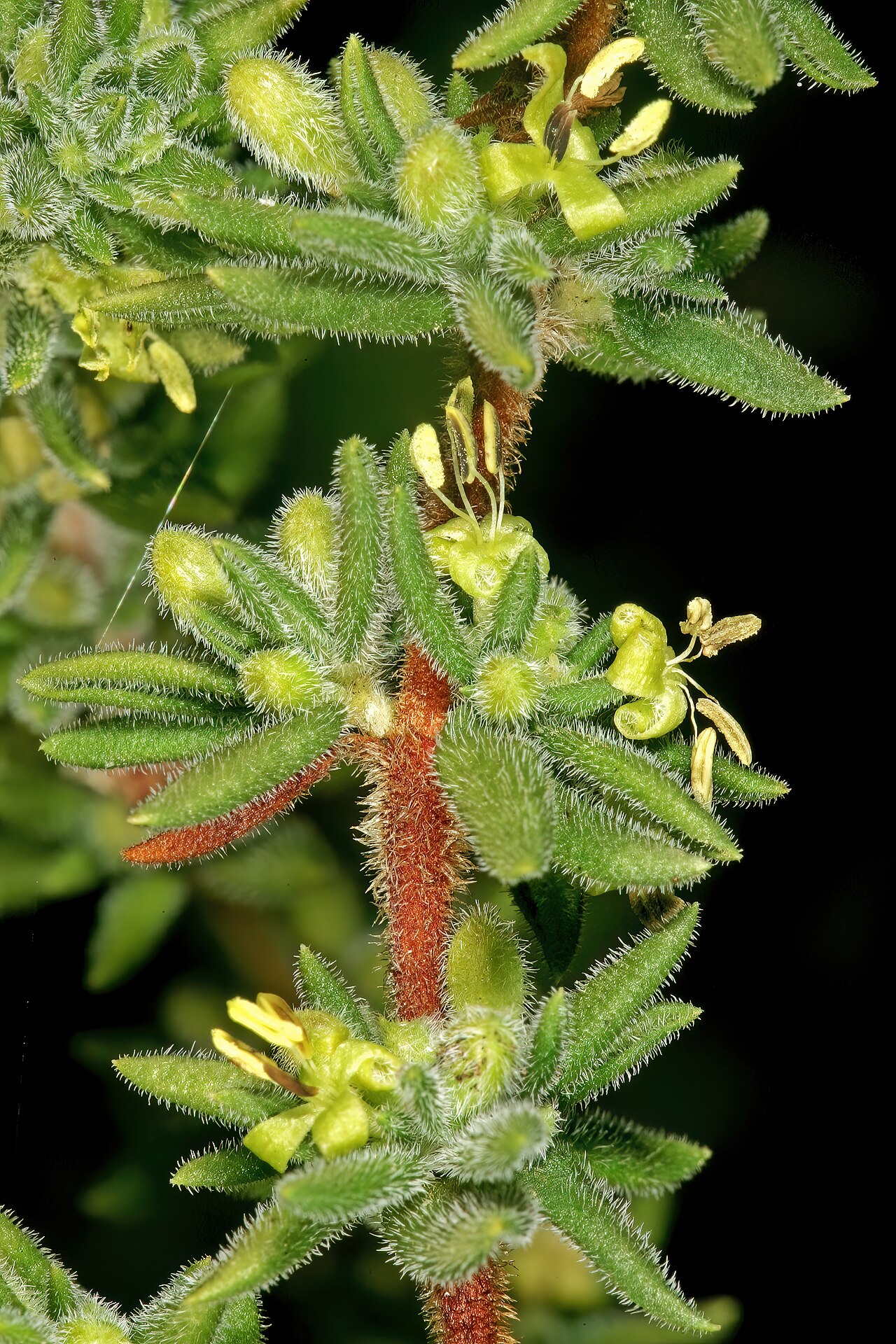 Anthospermum hispidulum: Anthospermum hispidulum , plant with mainly male flowers; rocky outcrop in grassland, Faerie Glen Nature Reserve, Pretoria, Gauteng, South Africa