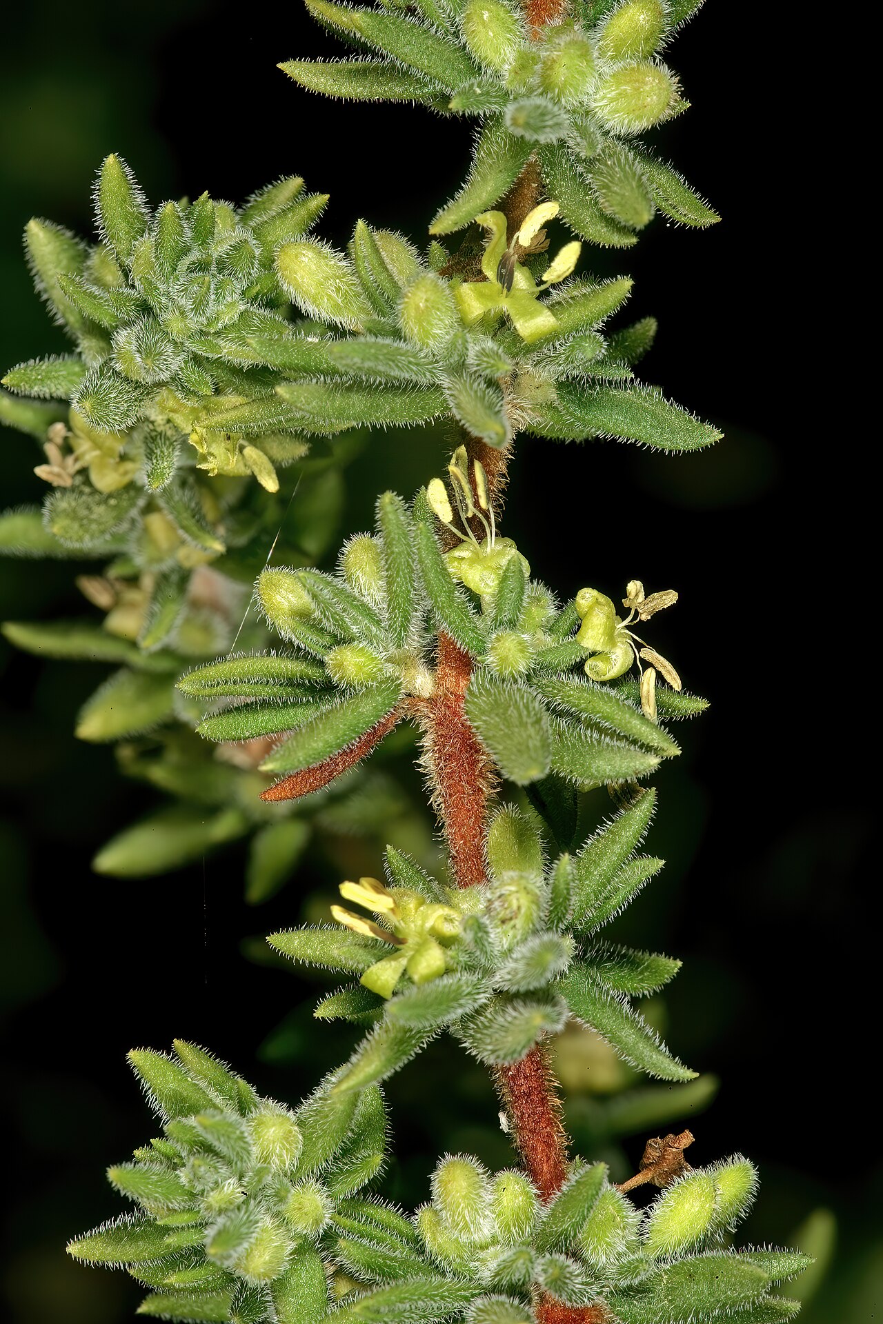 Anthospermum hispidulum: Anthospermum hispidulum , plant with mainly male flowers; rocky outcrop in grassland, Faerie Glen Nature Reserve, Pretoria, Gauteng, South Africa