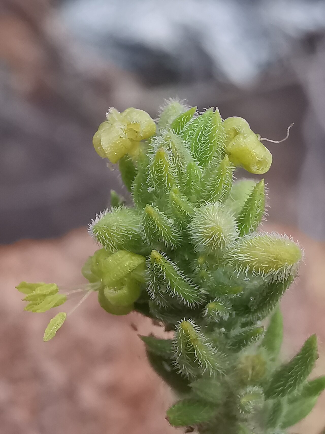 Anthospermum hispidulum: Anthospermum hispidulum E.Mey. ex Sond. - male flowers - Krugersdorp hills, Gauteng
