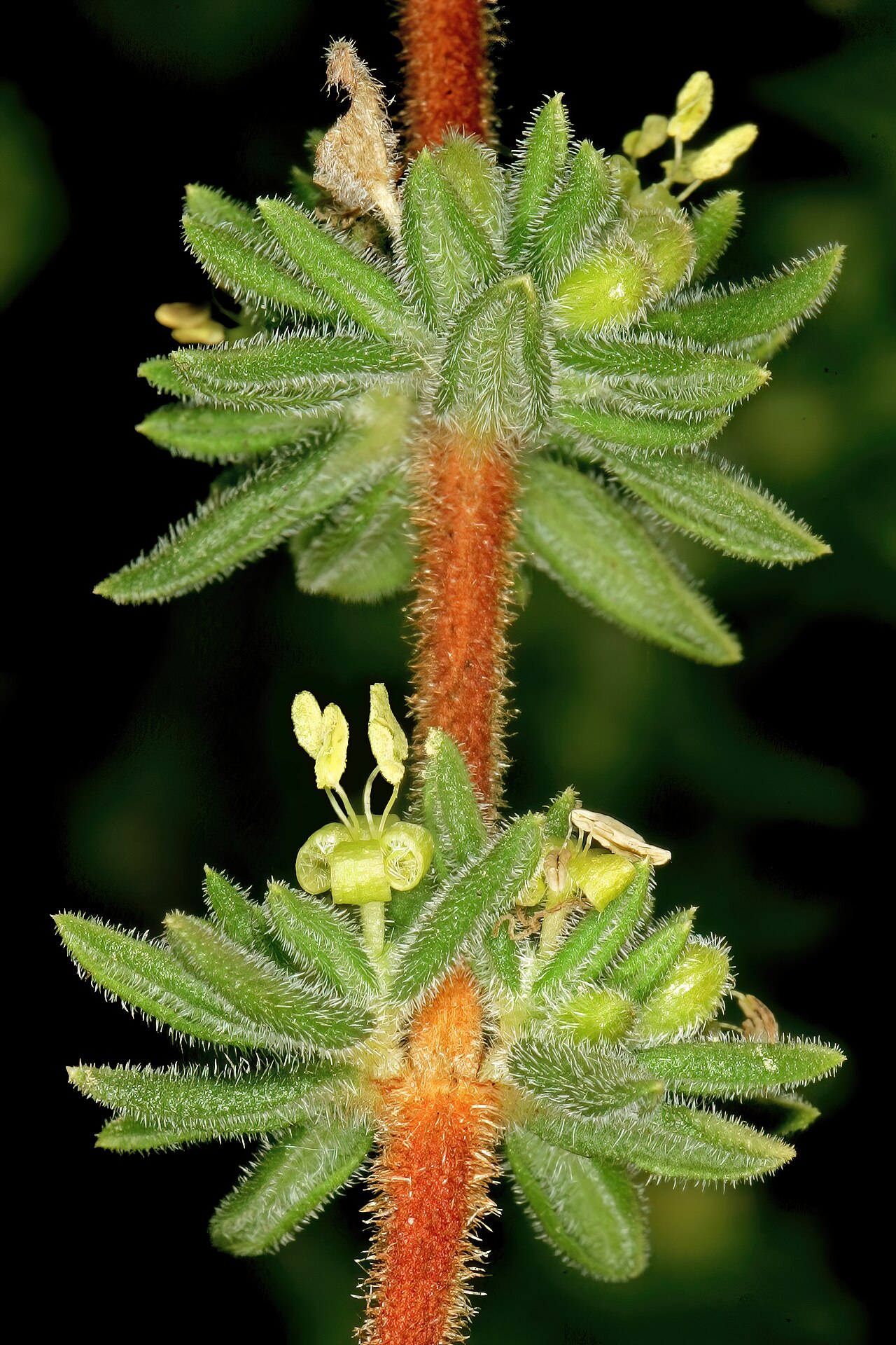 Anthospermum hispidulum: Anthospermum hispidulum , plant with mainly male flowers; rocky outcrop in grassland, Faerie Glen Nature Reserve, Pretoria, Gauteng, South Africa