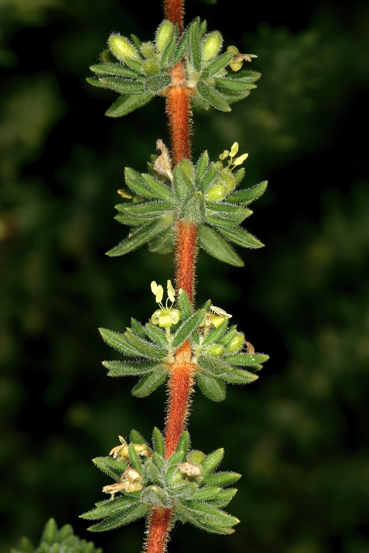 Anthospermum hispidulum: Anthospermum hispidulum , plant with mainly male flowers; rocky outcrop in grassland, Faerie Glen Nature Reserve, Pretoria, Gauteng, South Africa