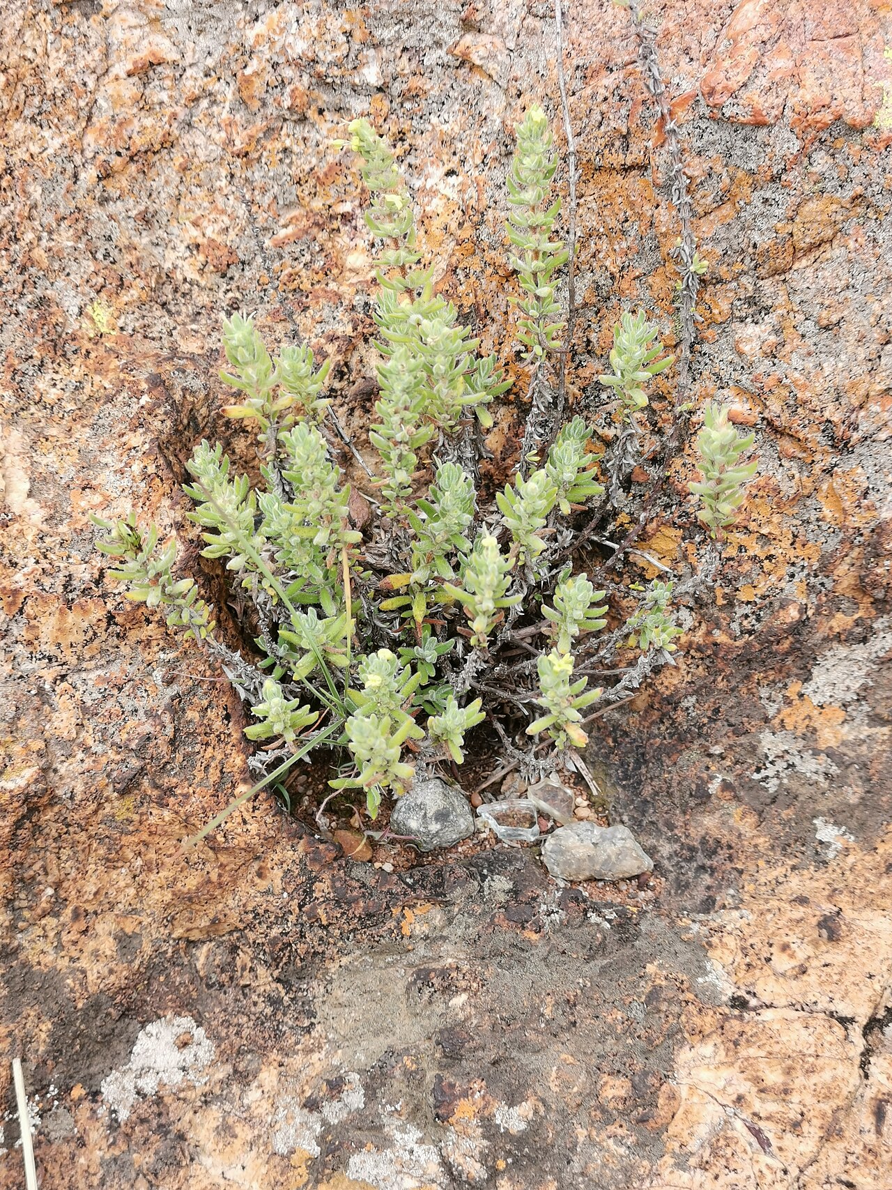 Anthospermum hispidulum: Anthospermum hispidulum E.Mey. ex Sond. - male flowers - Krugersdorp hills, Gauteng