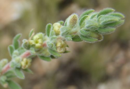 Anthospermum hispidulum (Anthospermum hispidulum)