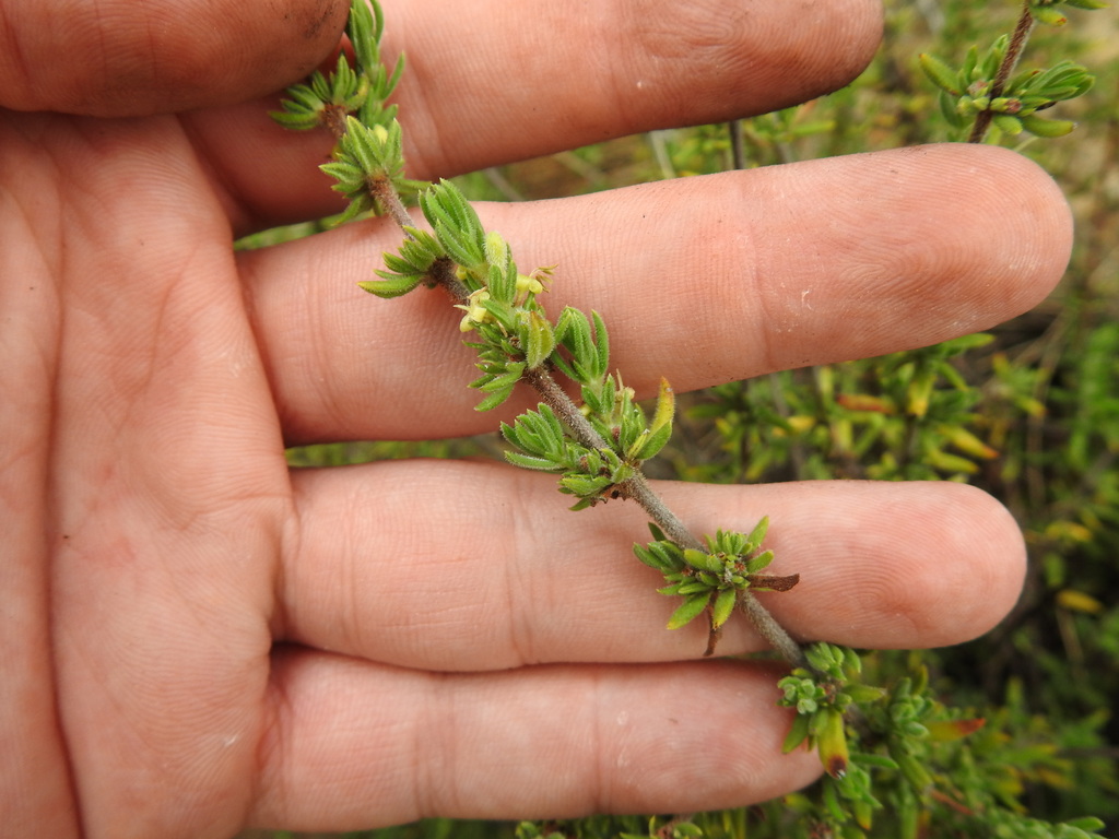Anthospermum hispidulum (Anthospermum hispidulum)