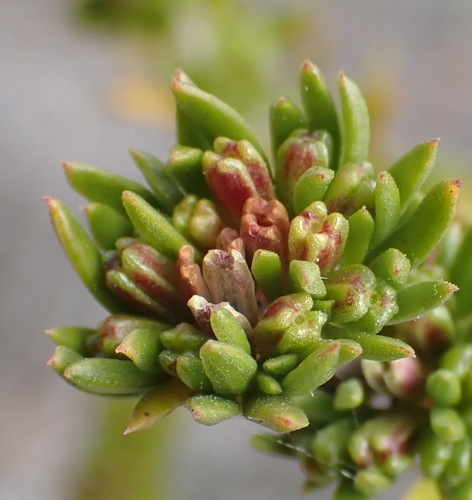 Anthospermum paniculatum (Anthospermum paniculatum)