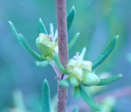 Anthospermum paniculatum (Anthospermum paniculatum)