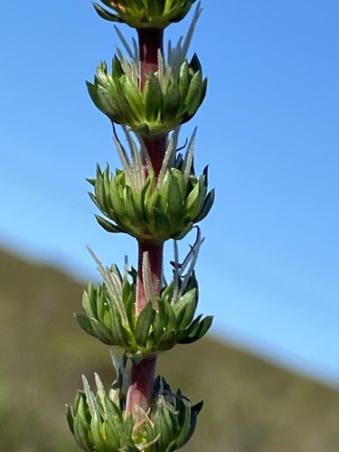 Anthospermum paniculatum (Anthospermum paniculatum)