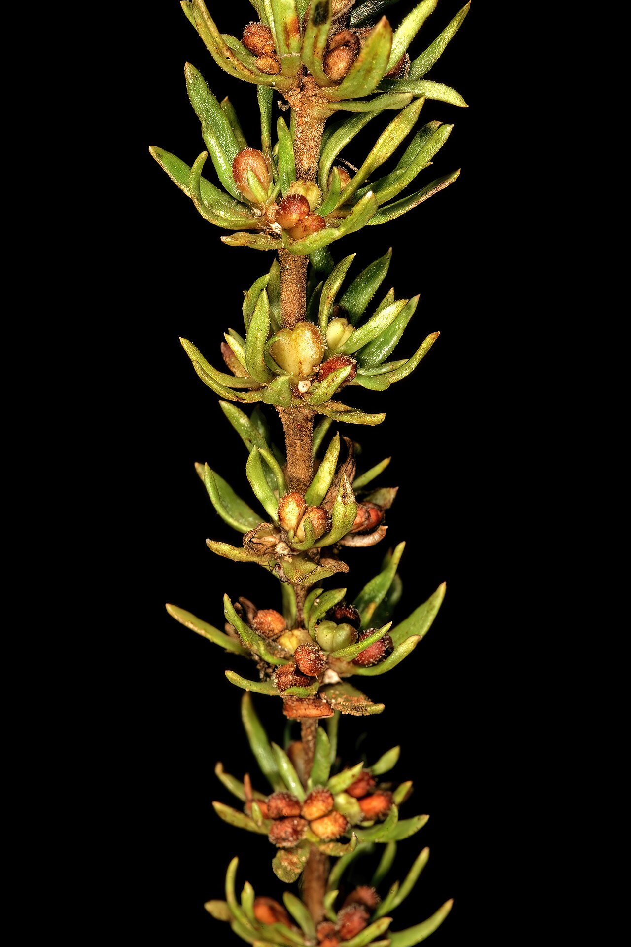 Anthospermum rigidum: Anthospermum rigidum subsp. pumilum , shoot with developing fruit; grassland, vicinity of Wolmaransstad, North West, South Africa