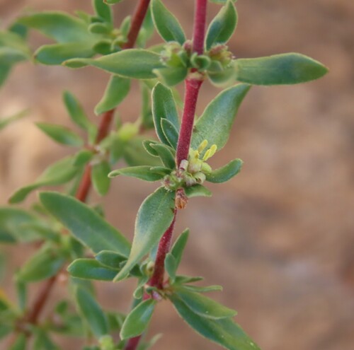 Anthospermum rigidum (Anthospermum rigidum)