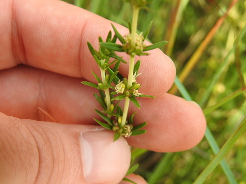 Anthospermum rigidum (Anthospermum rigidum)