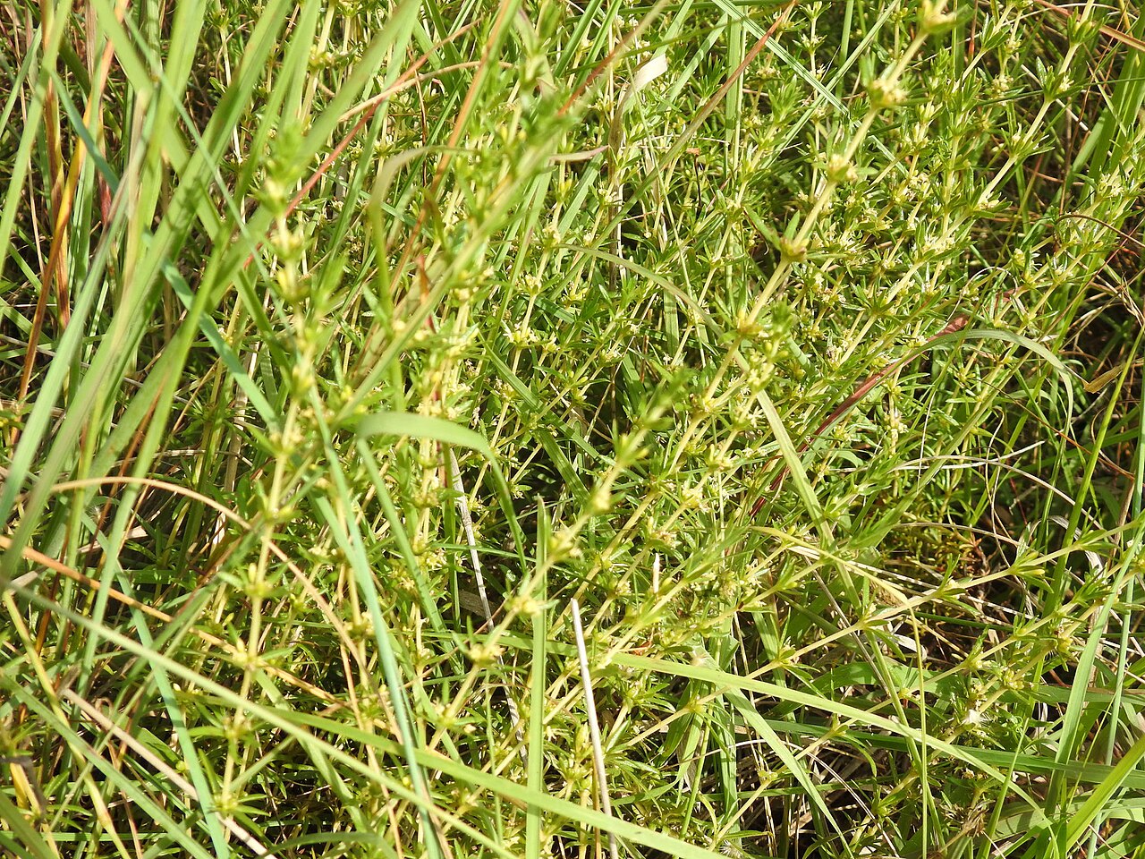 Anthospermum rigidum: Anthospermum rigidum. Species of plant.