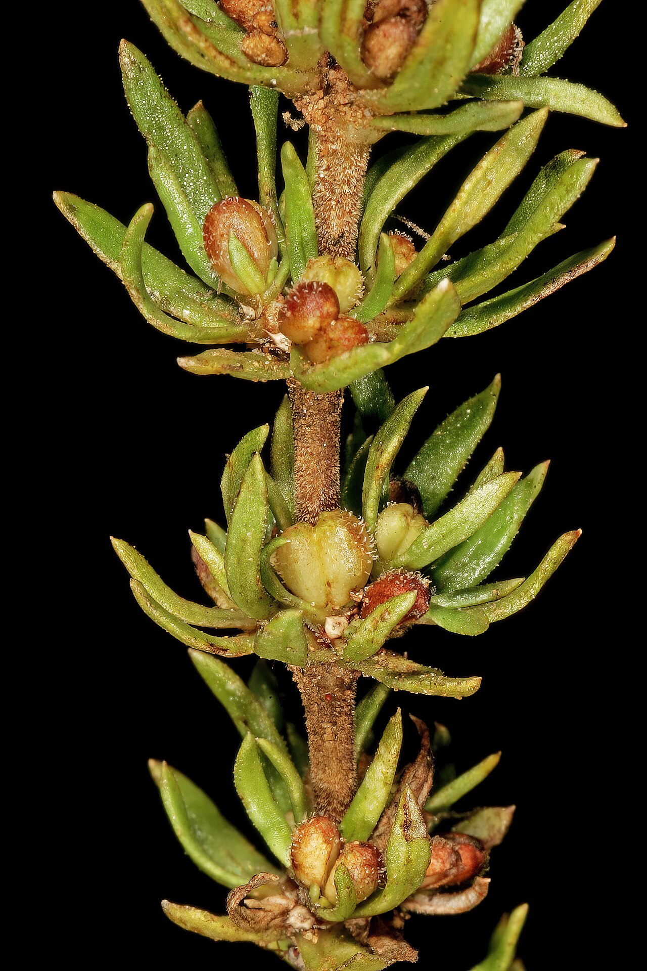 Anthospermum rigidum: Anthospermum rigidum subsp. pumilum , shoot with developing fruit; grassland, vicinity of Wolmaransstad, North West, South Africa