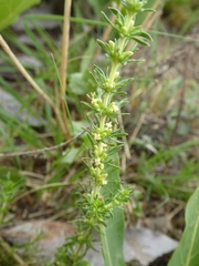 Anthospermum rigidum (Anthospermum rigidum)