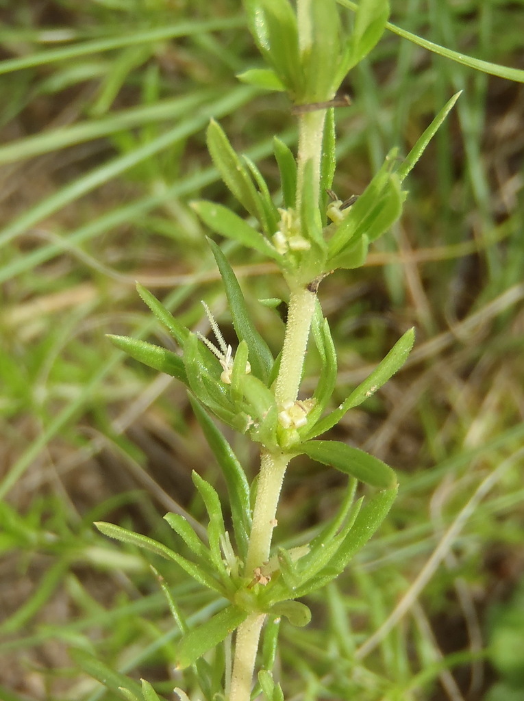 Anthospermum rigidum (Anthospermum rigidum)
