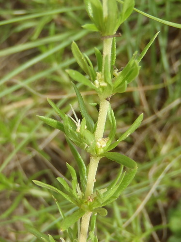 Anthospermum rigidum (Anthospermum rigidum)