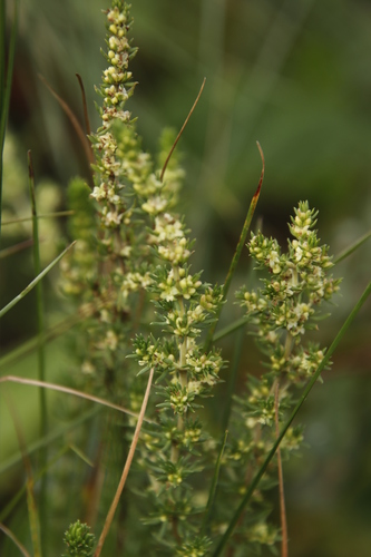 Anthospermum rigidum (Anthospermum rigidum)