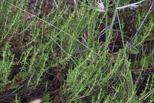 Anthospermum rigidum (Anthospermum rigidum)