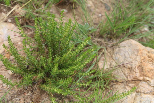 Anthospermum rigidum (Anthospermum rigidum)