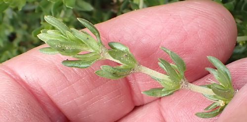Anthospermum rigidum (Anthospermum rigidum)