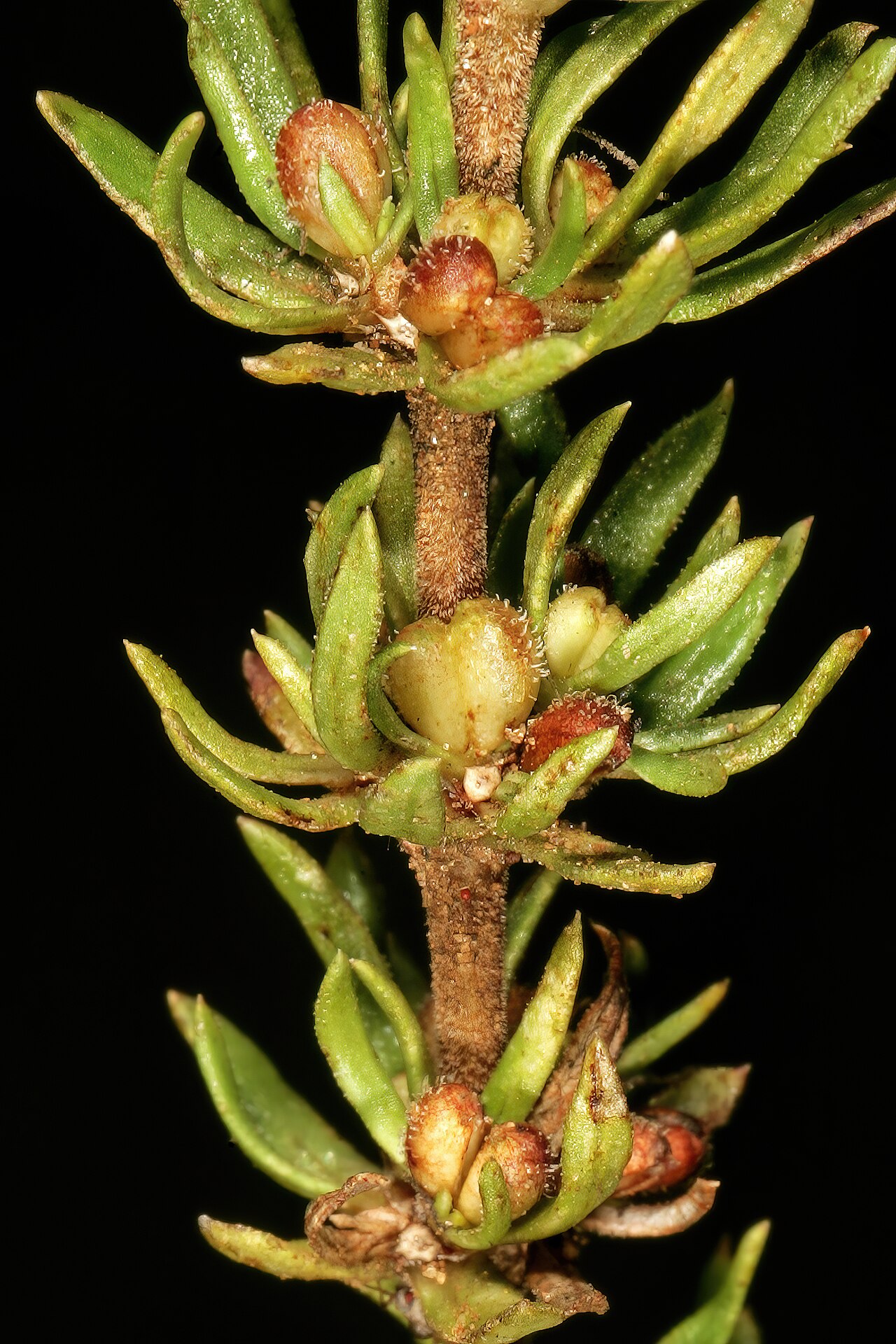 Anthospermum rigidum: Anthospermum rigidum subsp. pumilum , shoot with developing fruit; grassland, vicinity of Wolmaransstad, North West, South Africa