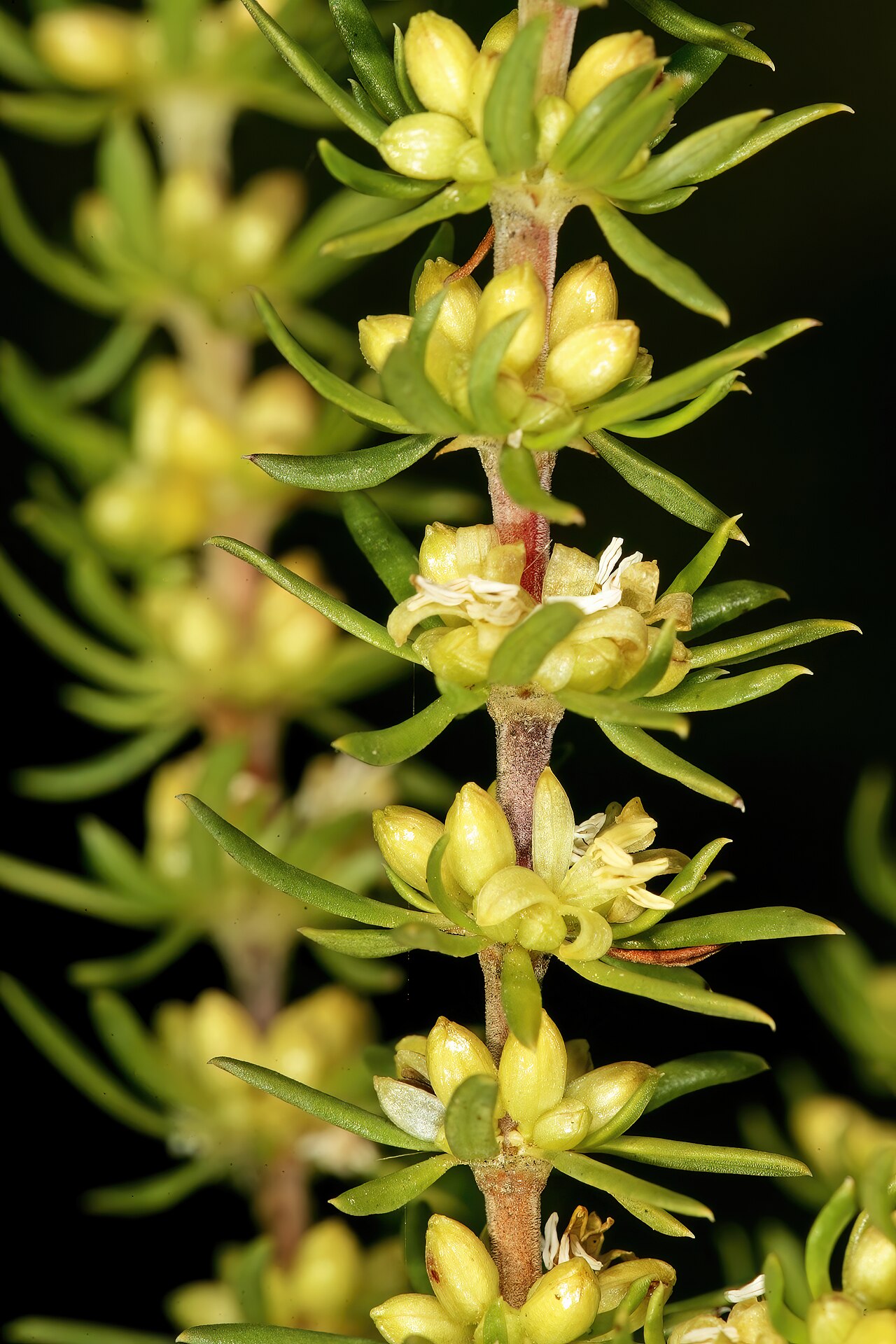 Anthospermum spathulatum: Anthospermum spathulatum subsp. spathulatum , male plant with flowers; in fynbos, top of Vanrhyns Pass, between Vanrhynsdorp and Nieuwoudtville, Northern Cape,
