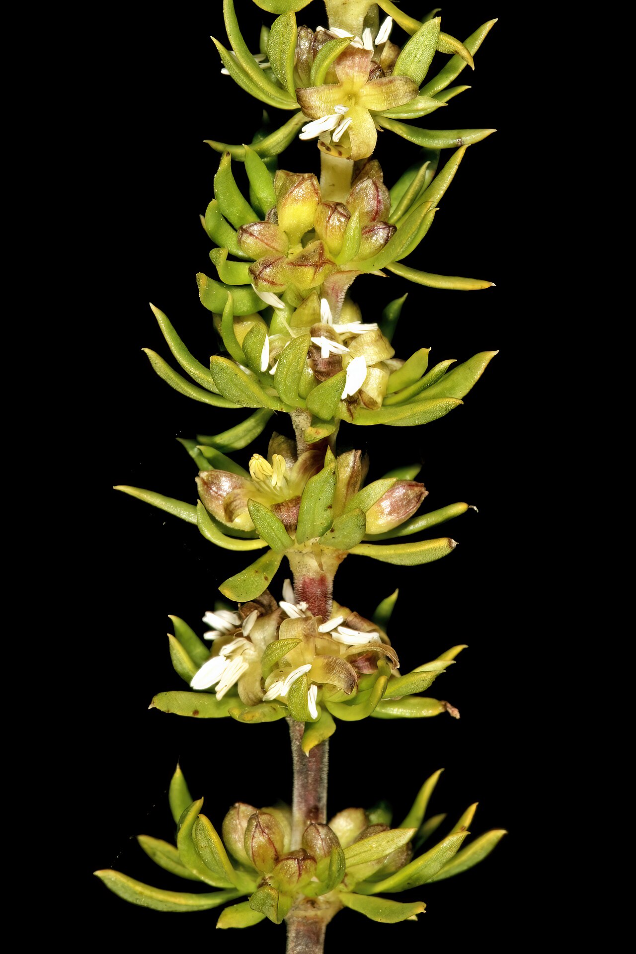 Anthospermum spathulatum: Anthospermum spathulatum subsp. spathulatum , male plant with flowers; in fynbos, top of Vanrhyns Pass, between Vanrhynsdorp and Nieuwoudtville, Northern Cape,