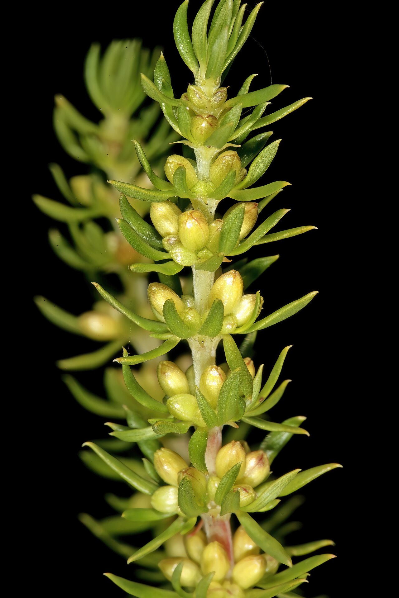 Anthospermum spathulatum: Anthospermum spathulatum subsp. spathulatum , male plant with flowers (still in bud); in fynbos, top of Vanrhyns Pass, between Vanrhynsdorp and Nieuwoudtville,