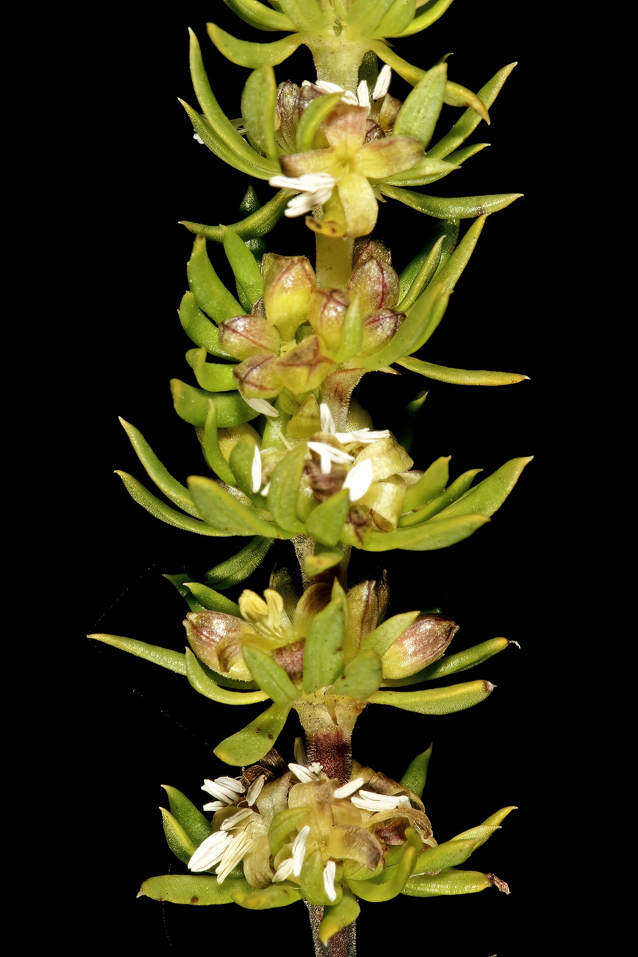 Anthospermum spathulatum: Anthospermum spathulatum subsp. spathulatum , male plant with flowers; in fynbos, top of Vanrhyns Pass, between Vanrhynsdorp and Nieuwoudtville, Northern Cape,
