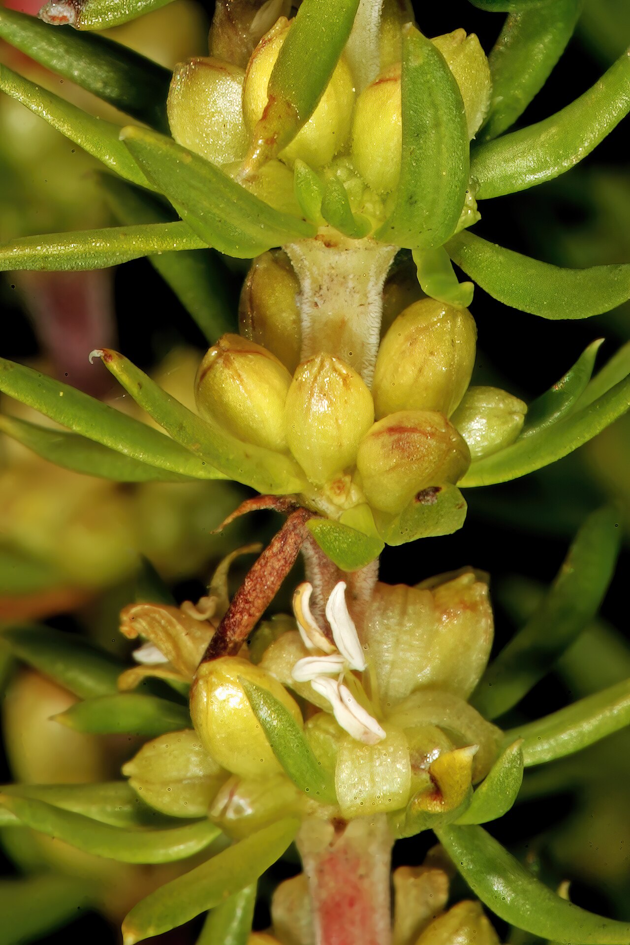 Anthospermum spathulatum: Anthospermum spathulatum subsp. spathulatum , male plant with flowers; in fynbos, top of Vanrhyns Pass, between Vanrhynsdorp and Nieuwoudtville, Northern Cape,