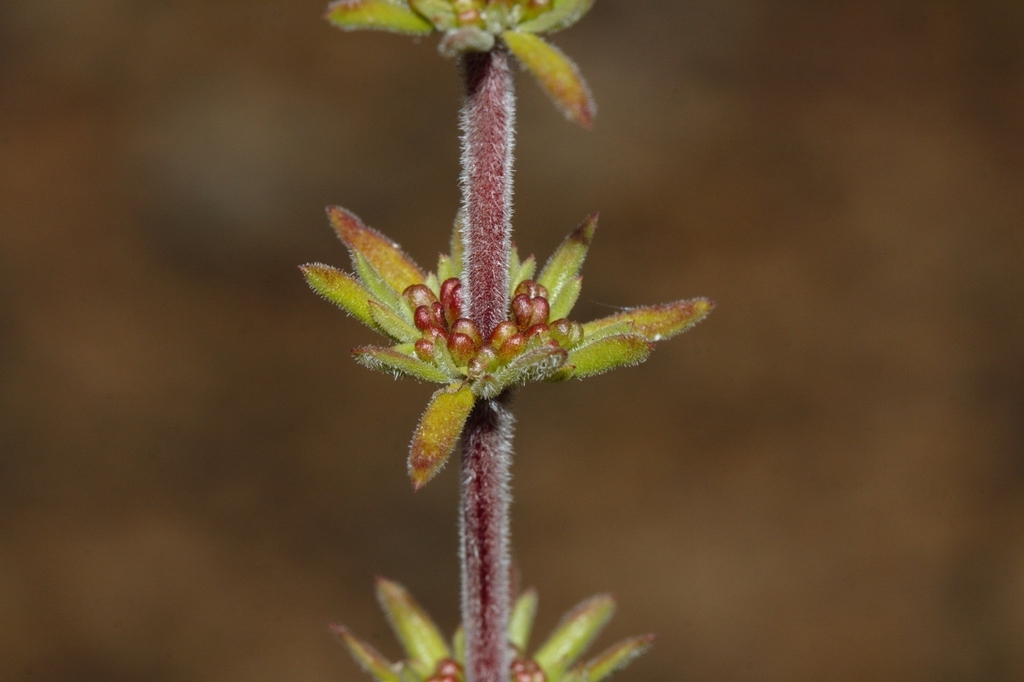 Anthospermum ternatum (Anthospermum ternatum)