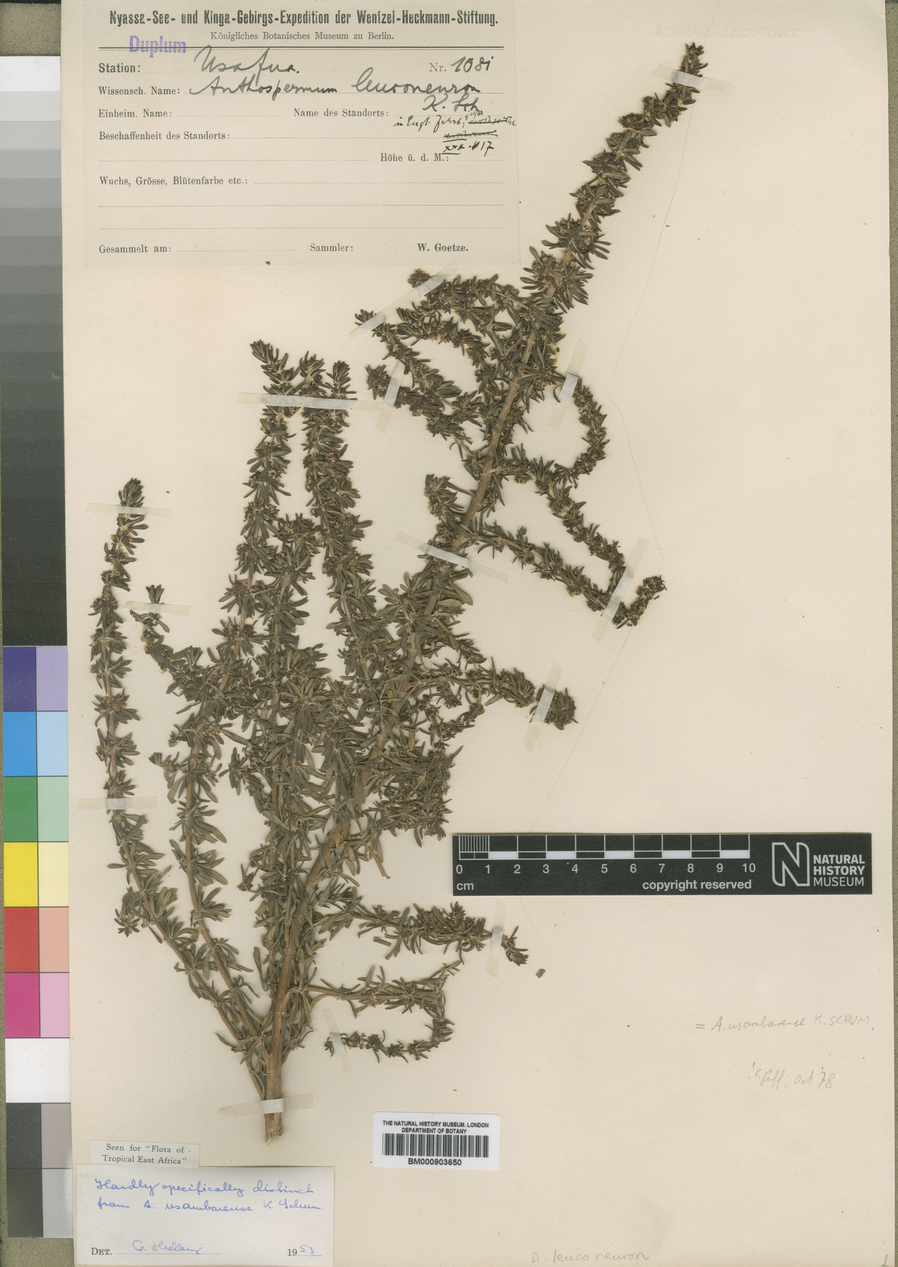 Anthospermum usambarense: Type of Anthospermum leuconeuron K.Schum. (= Anthospermum usambarense K.Schum.) Collector: Walter Goetze Collection Number: 1081 Locality: [Tanzania. Usafua, Mb