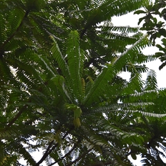 Anthostema aubryanum (Anthostema aubryanum)