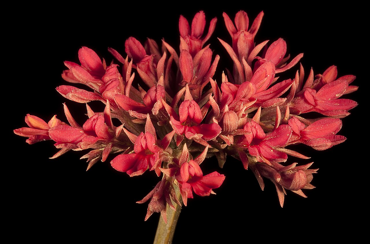 Anthotium rubriflorum: Anthotium rubriflorum