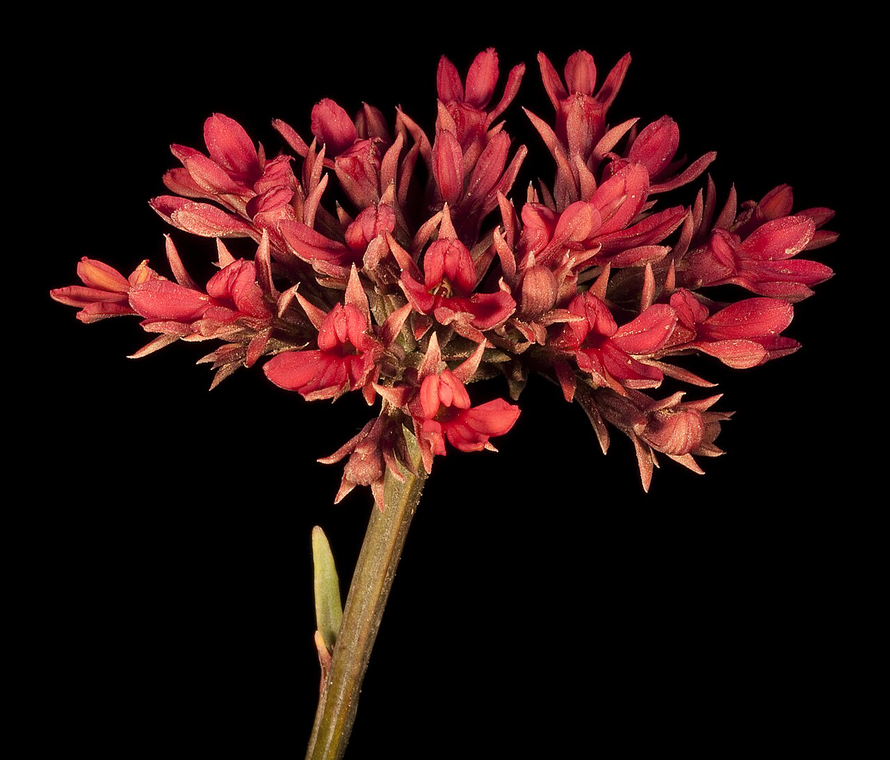 Anthotium rubriflorum: Anthotium rubriflorum