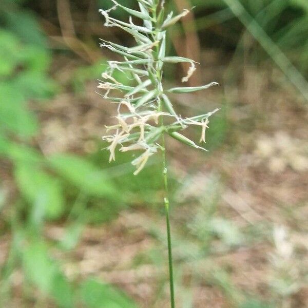 Annual vernalgrass (Anthoxanthum aristatum)