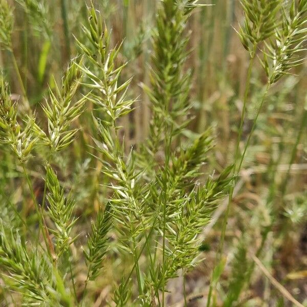 Annual vernalgrass (Anthoxanthum aristatum)
