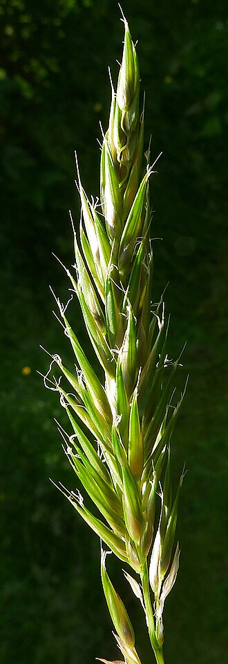 Annual vernalgrass: Anthoxanthum aristatum