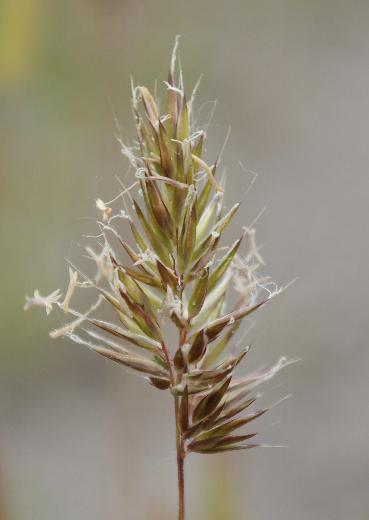 Annual vernalgrass: Anthoxanthum aristatum, inflorescence, Stepnica