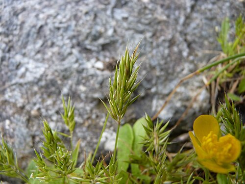Annual vernalgrass: Anthoxanthum aristatum