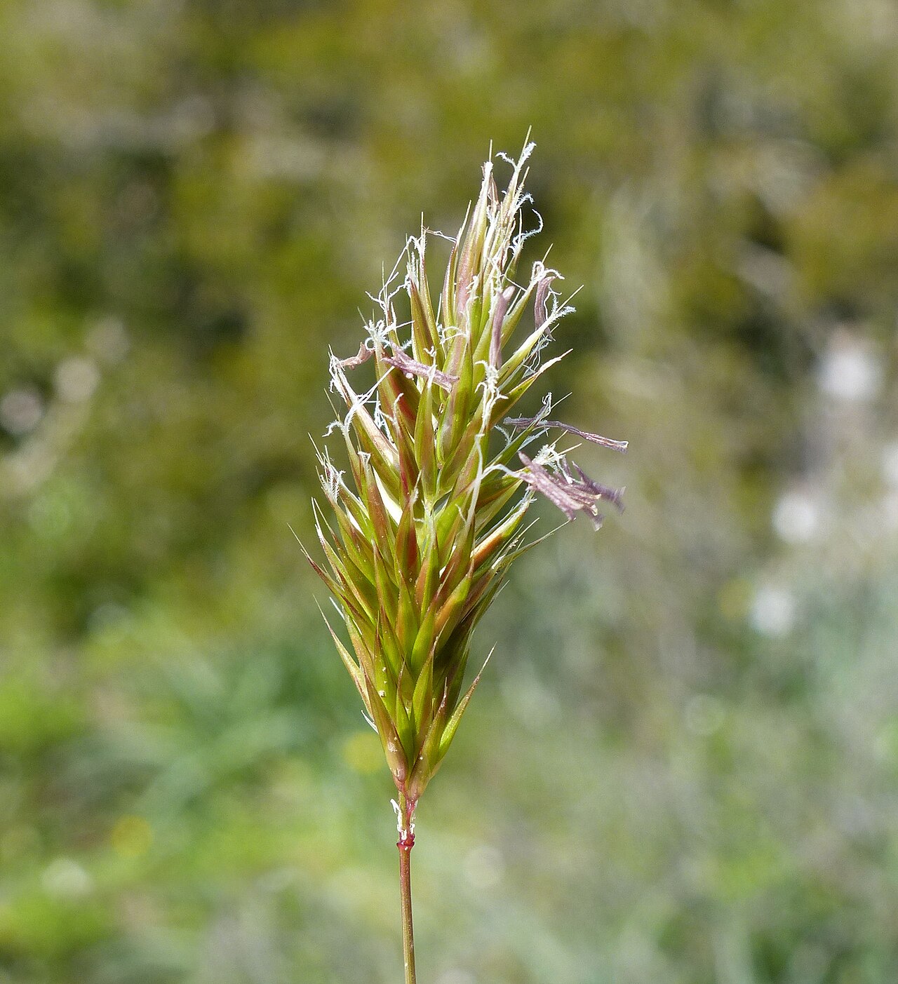 Annual vernalgrass: Anthoxanthum aristatum