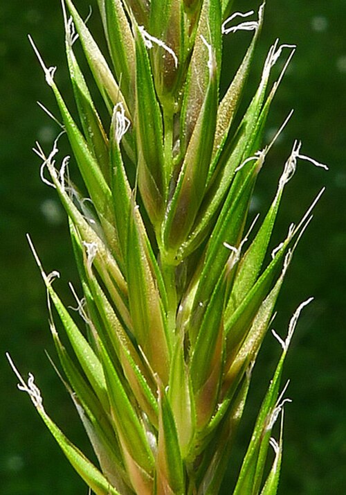 Annual vernalgrass: Anthoxanthum aristatum