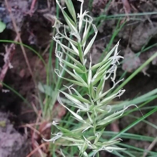 Annual vernalgrass (Anthoxanthum aristatum)