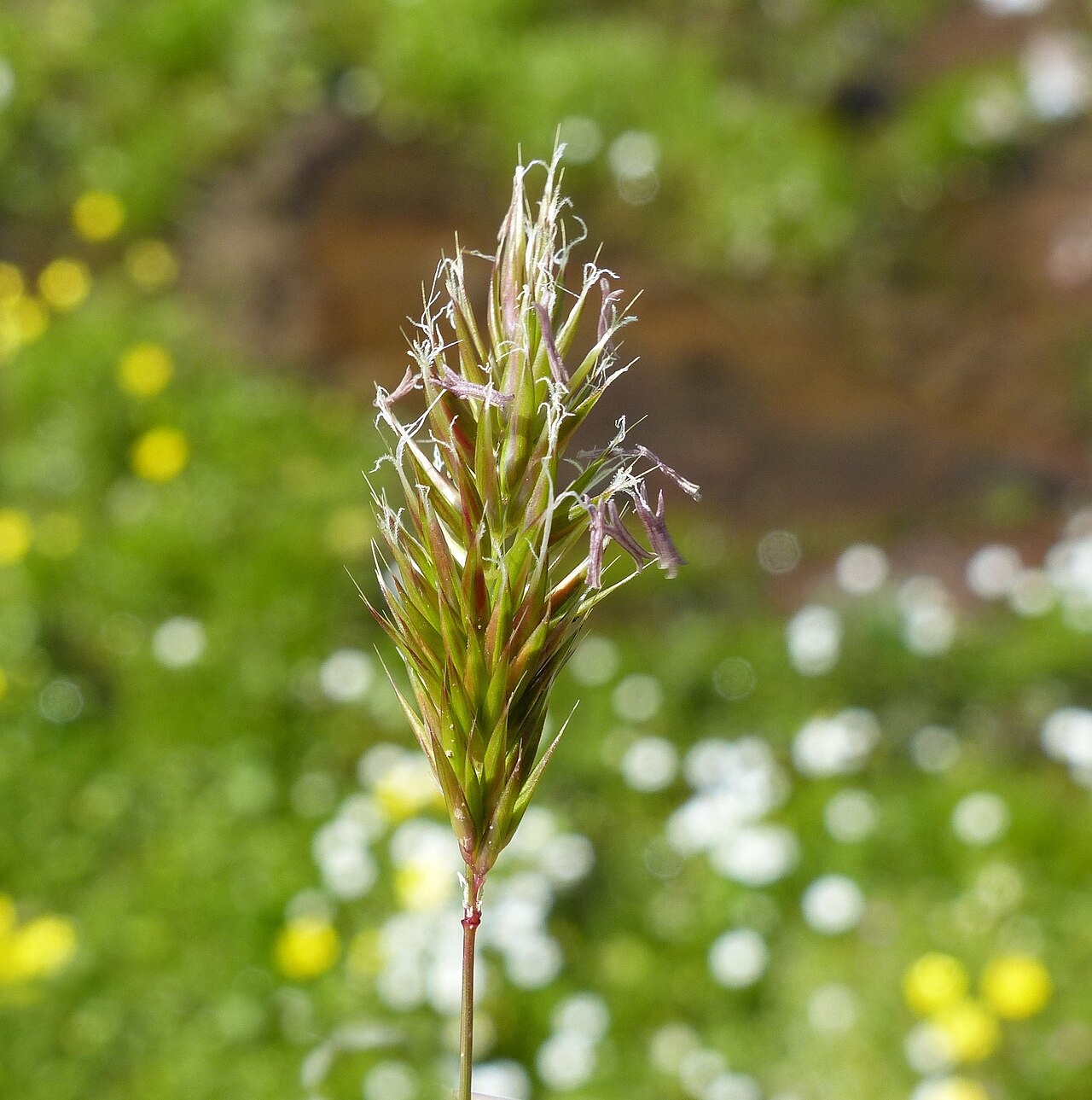 Annual vernalgrass: Anthoxanthum aristatum